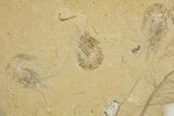 Three Cretaceous Fossil Shrimp - Lebanon #323739-1